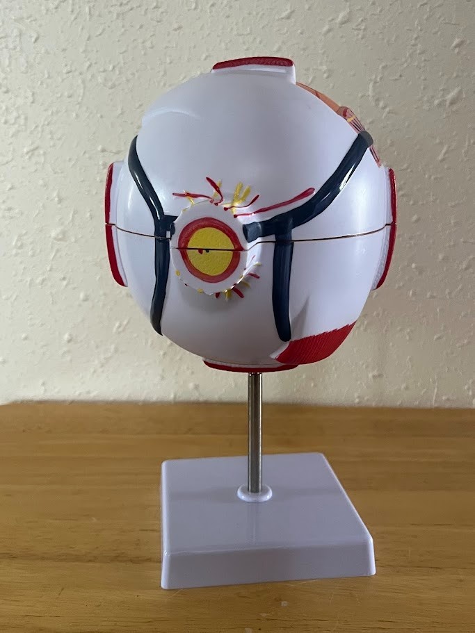 Ronten 6X Enlarged Human Eye Anatomical Model