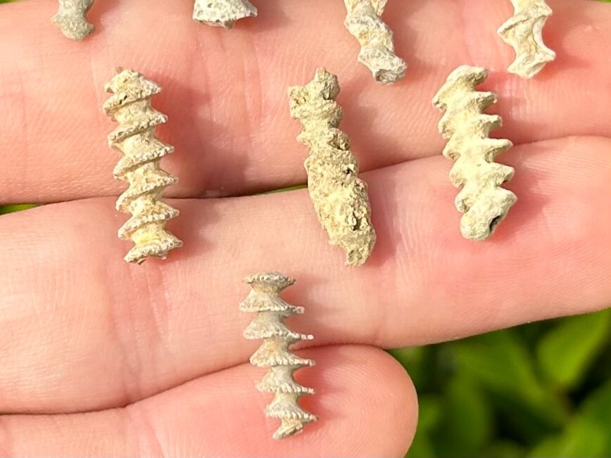 Alabama Fossil Archimedes Screw ONE PER PURCHASE Bryozoan Mississippian Age