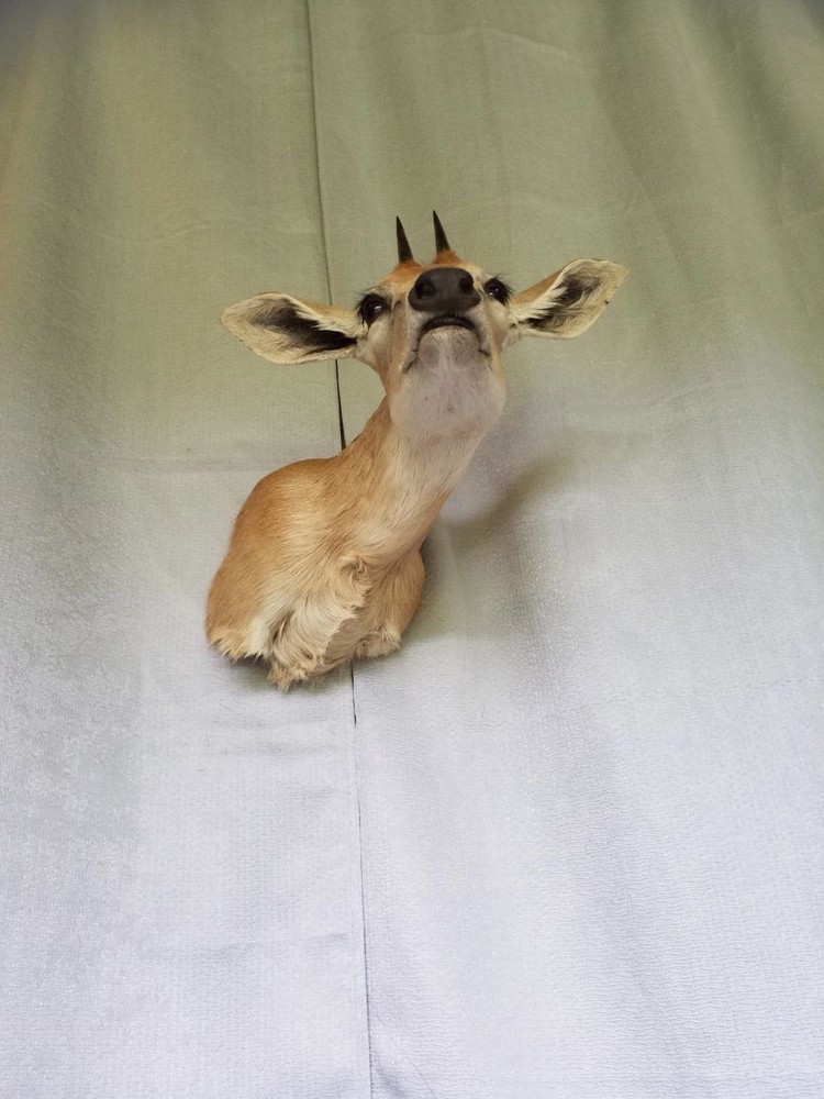 Duiker - Unusual Side-Sneak Pose