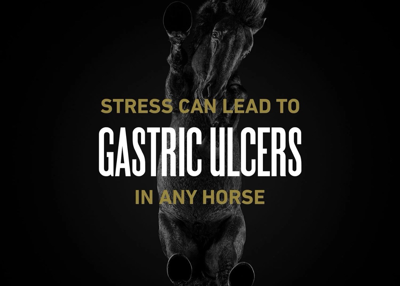 ULCERGARD Oral Paste for Horse Stomach Ulcers 22 Oz, 4 dose syringe Exp 07/2026