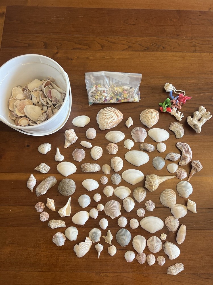 Mixed Seashells S/M Assorted Craft Shells Mix 1-3" 80+ pcs