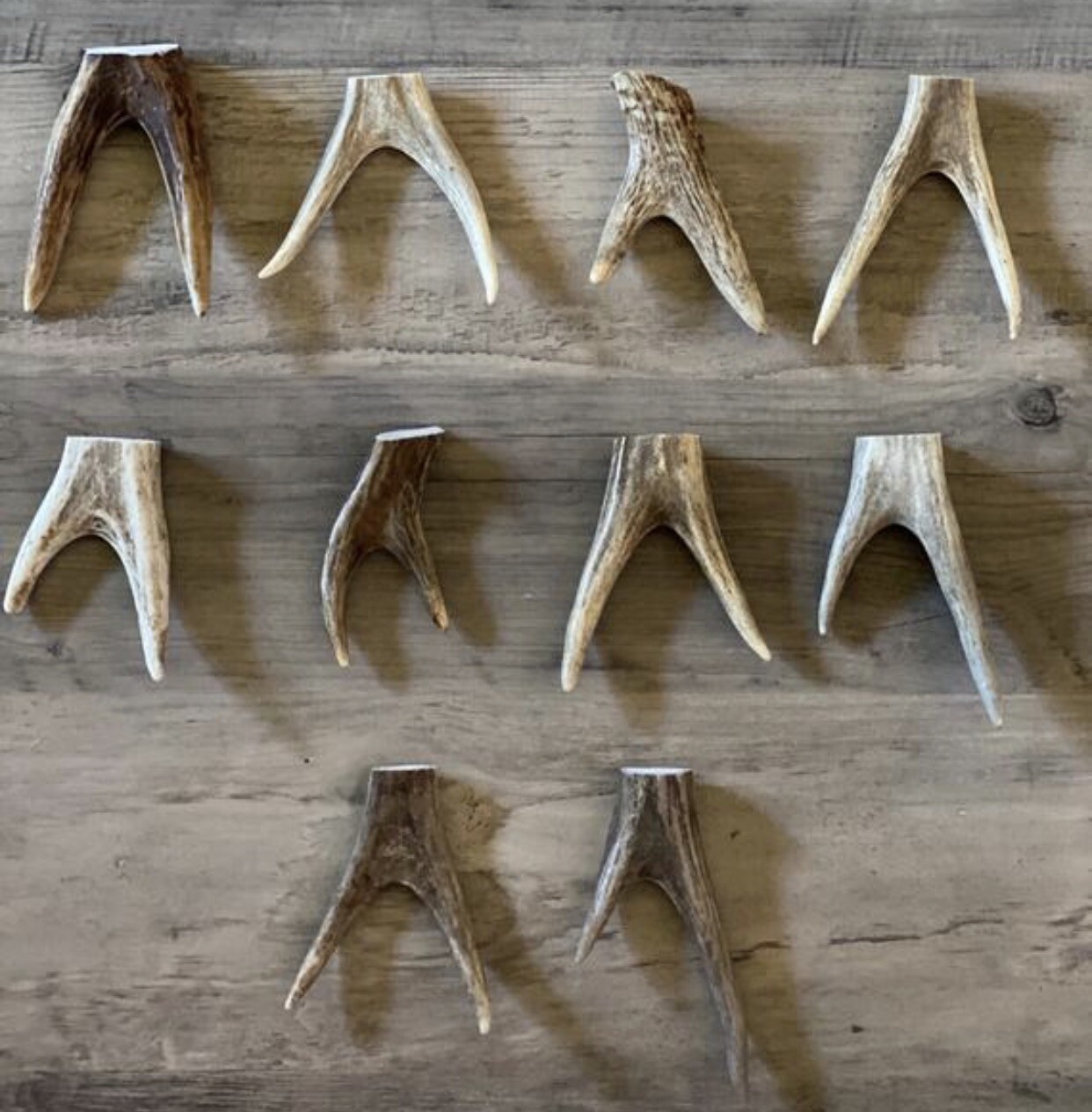 Forked Deer Antler Tips ( 2 pack) Raw Natural Antler **OREGON ANTLER WORKS**