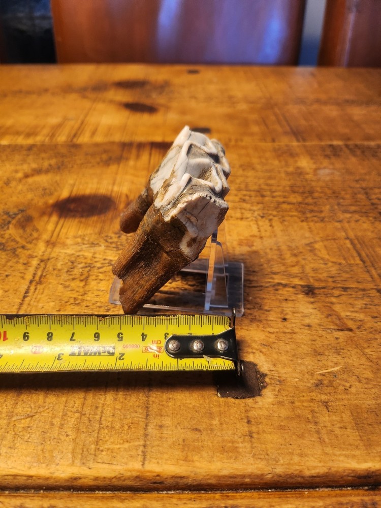 Fossilised tooth found in Happisbugh