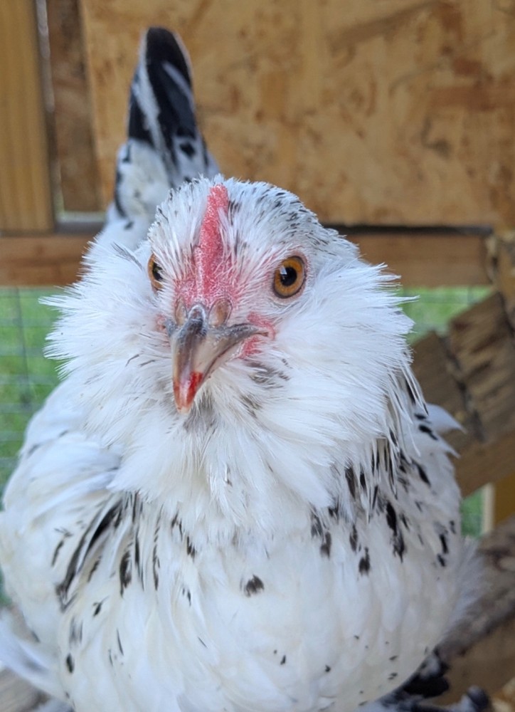 12 Silver Mille D’uccle Hatching Eggs