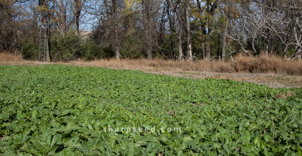 Deer Browse Food Plot By Sharp Bros. Seed Company