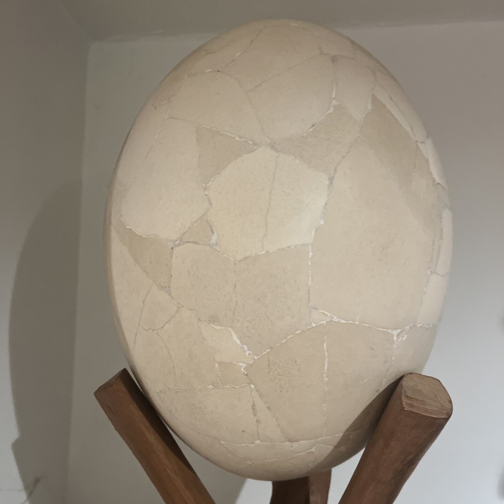 Reconstructed Elephant Bird Egg