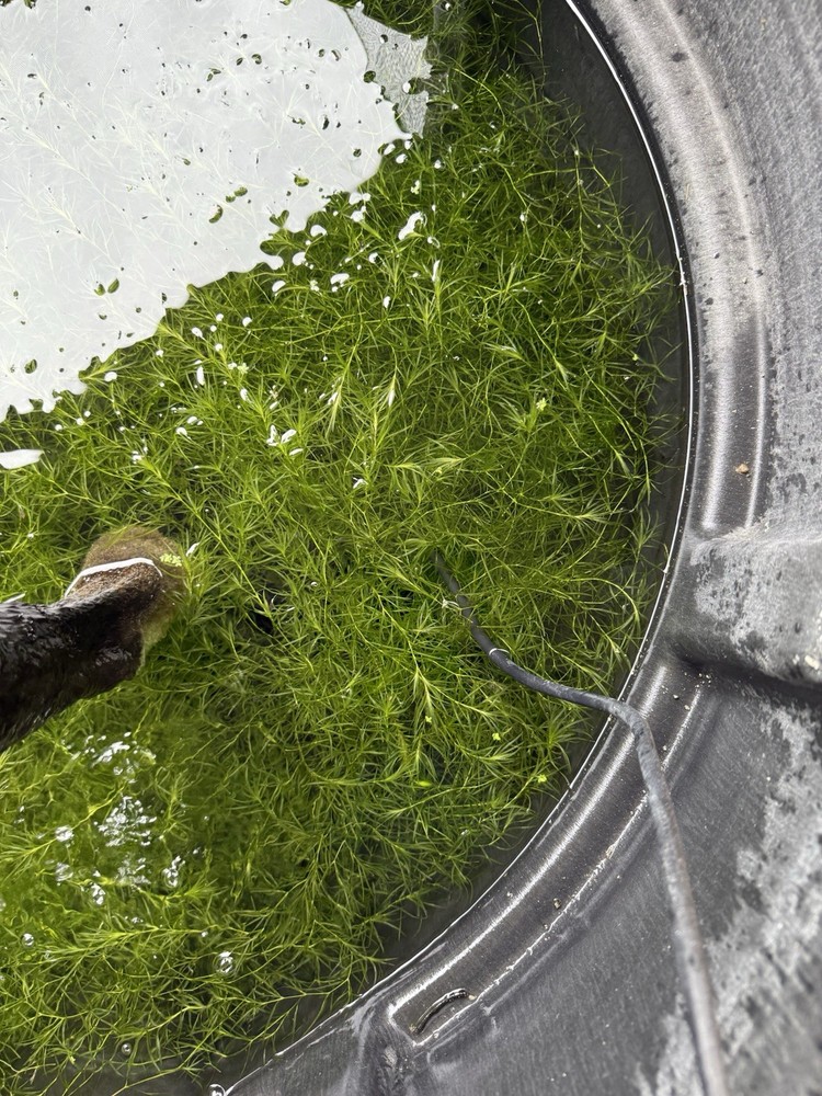 Aquarium Plants