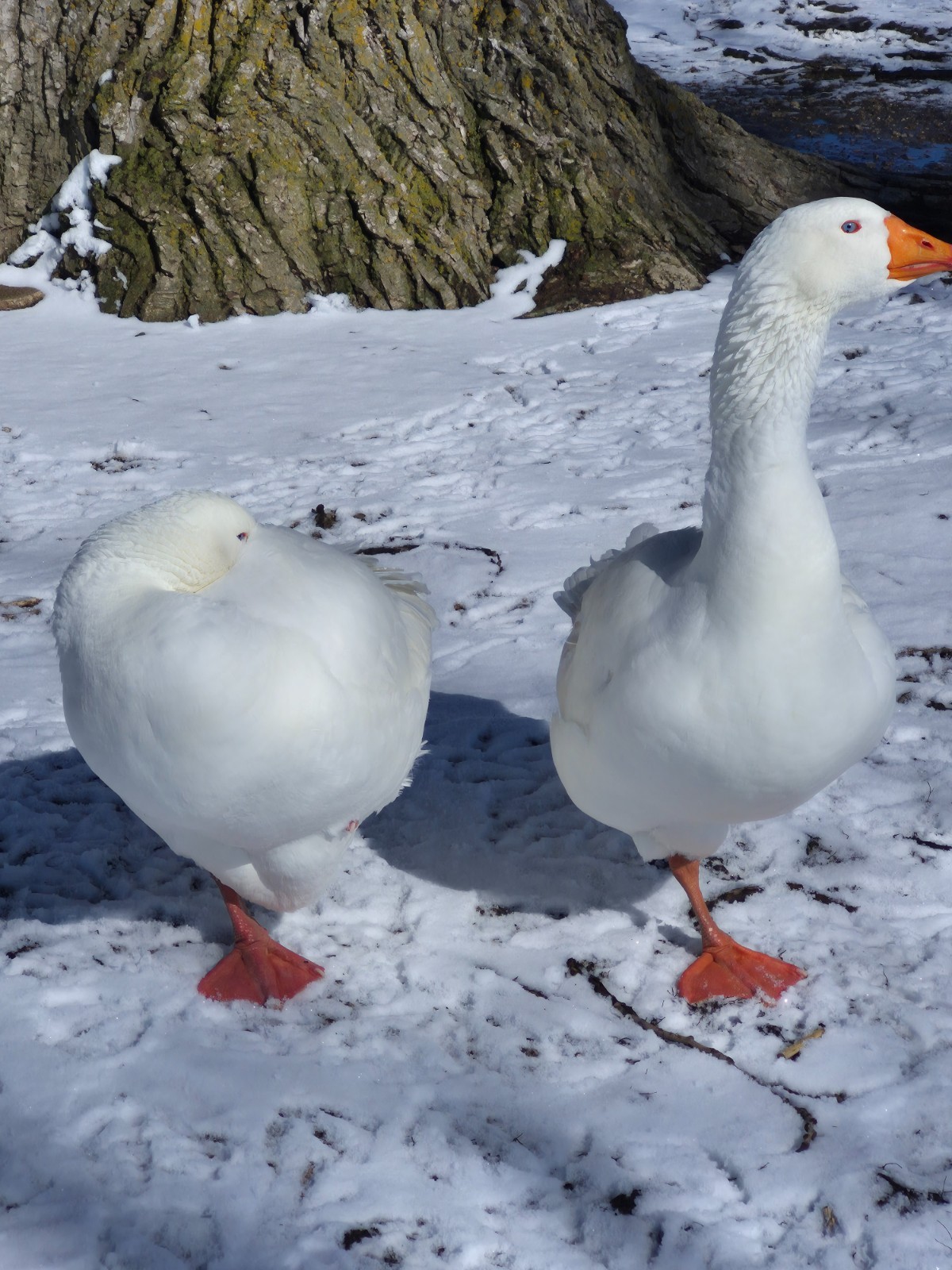 White Embden Hatching Goose Eggs