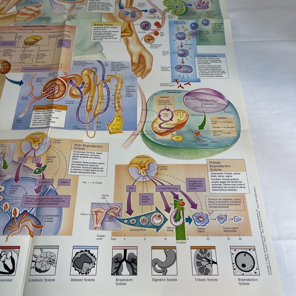 WALL CHART Physiological Interactions 21x32 8 Fold-out Panels 1989 poster