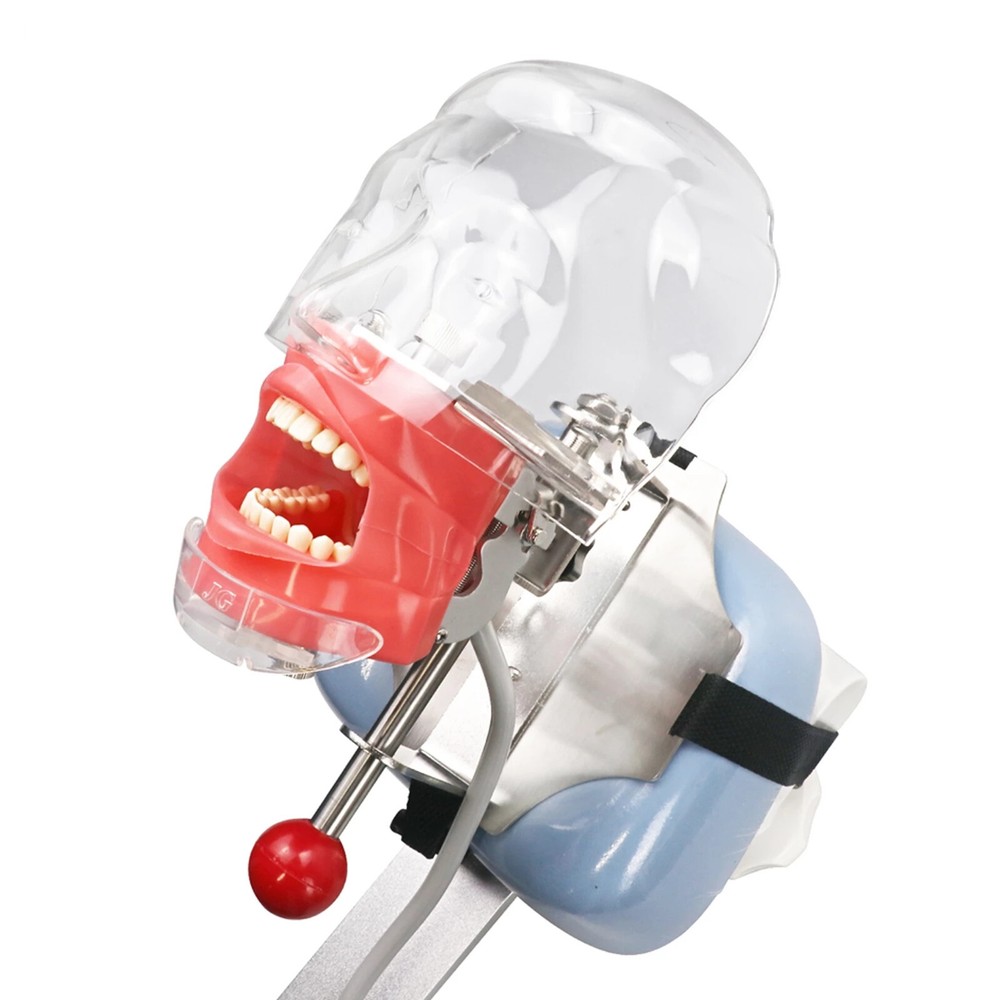 Dental Teaching Model Simulator Phantom Head Model for Dentist Fixing On Chair