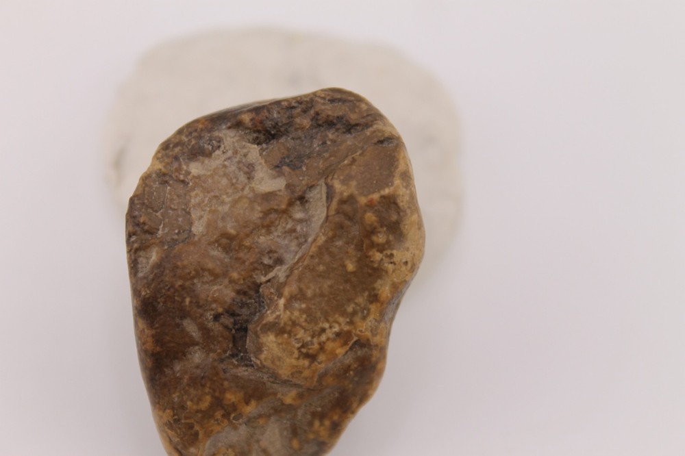 Real Permineralized Reptile Egg Fossil