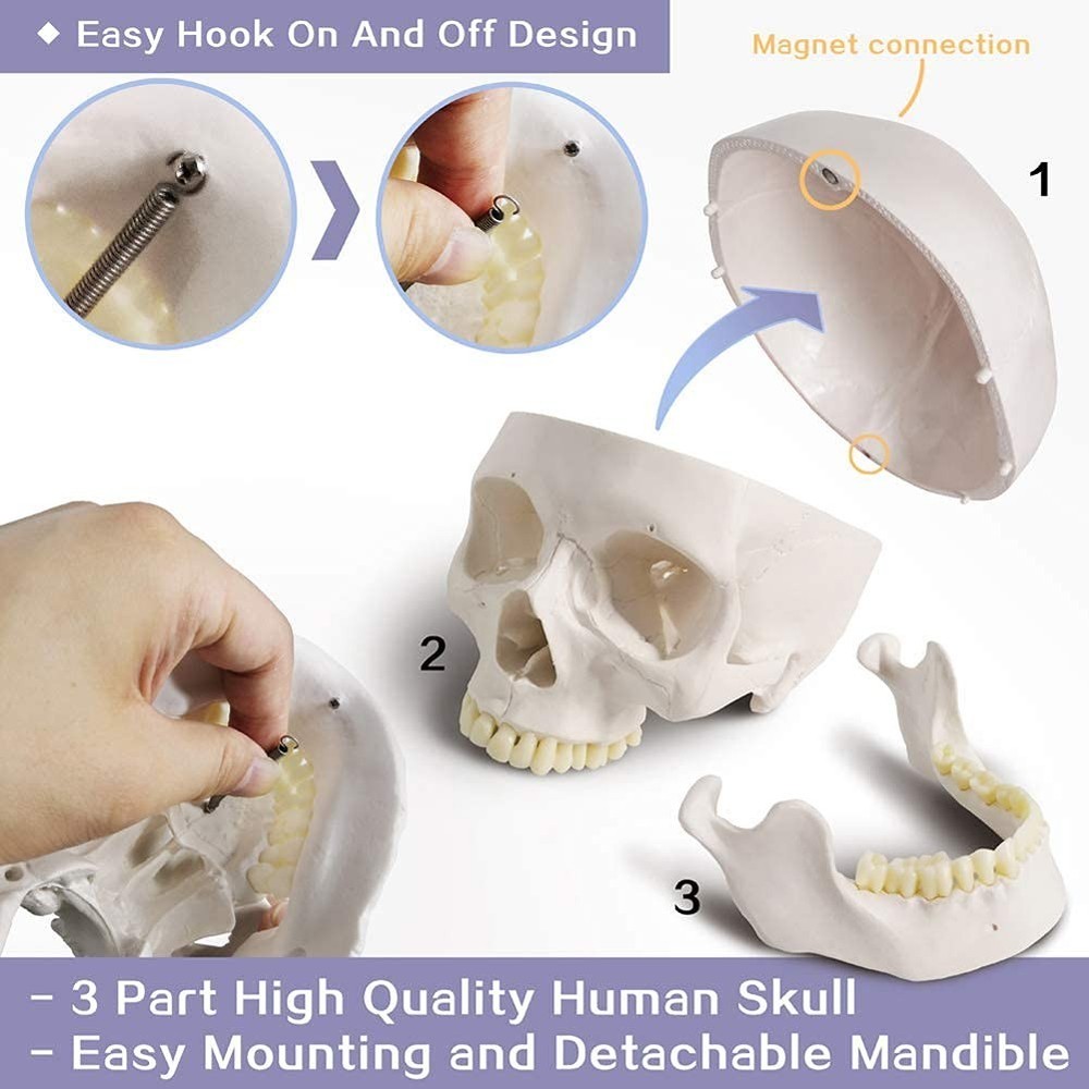 Detailed Life-Size Anatomical Skull Model - Ideal for Teaching & Reference