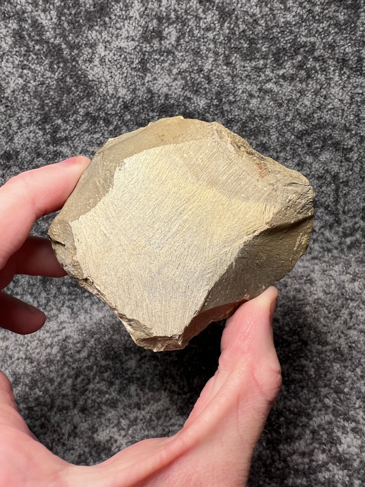 Exceptional Moroccops sp. Trilobite Fossil – Stunning Flying Preparation