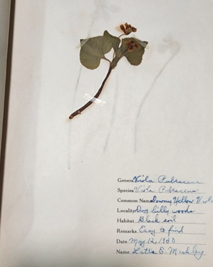 1900 Antique ATLAS HERBARIUM PLANT SPECIMINS Beckley Cardy Co. Completed 1929