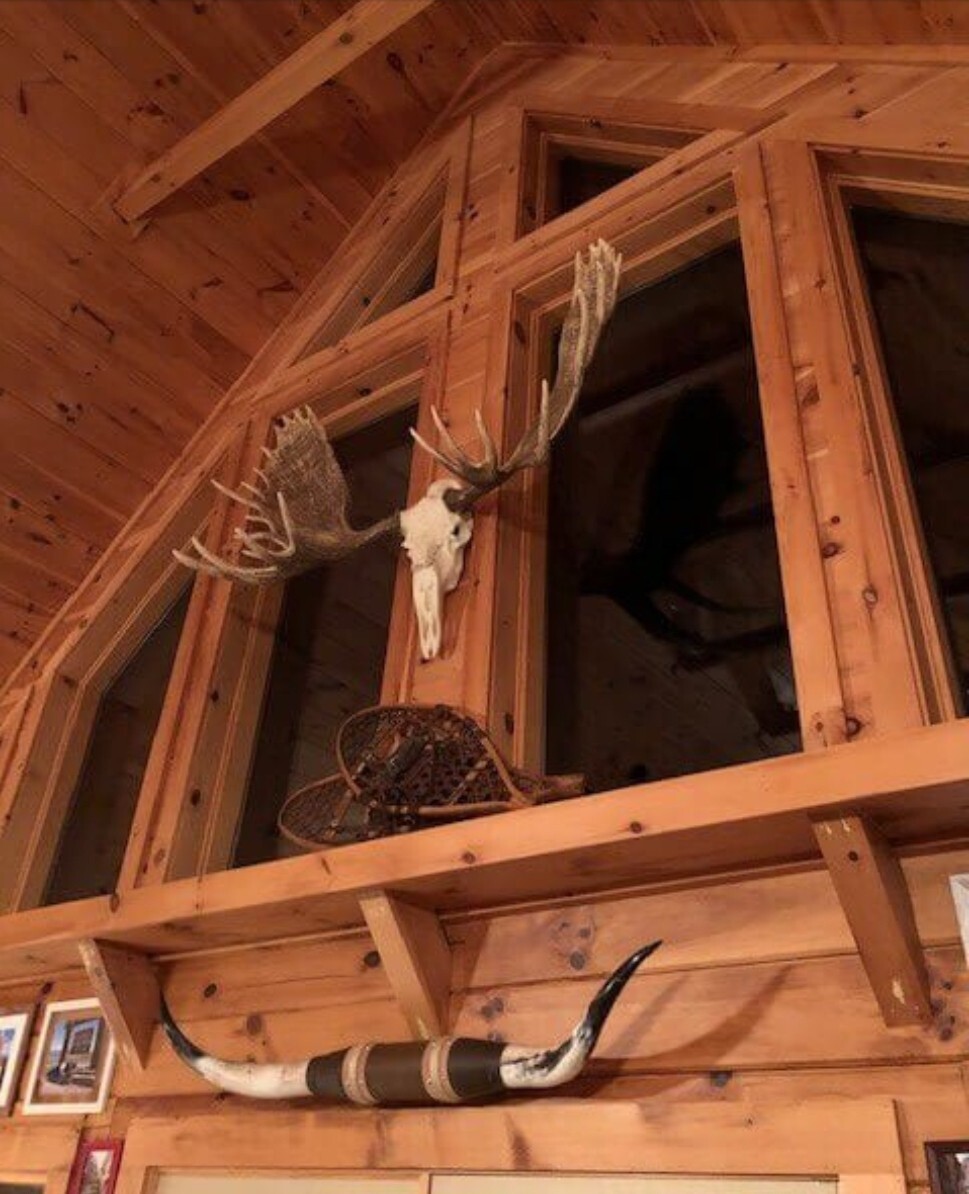 NEW 60" Alaska Bull Moose Antler Rack European Cast Mount Cabela's Taxidermy USA