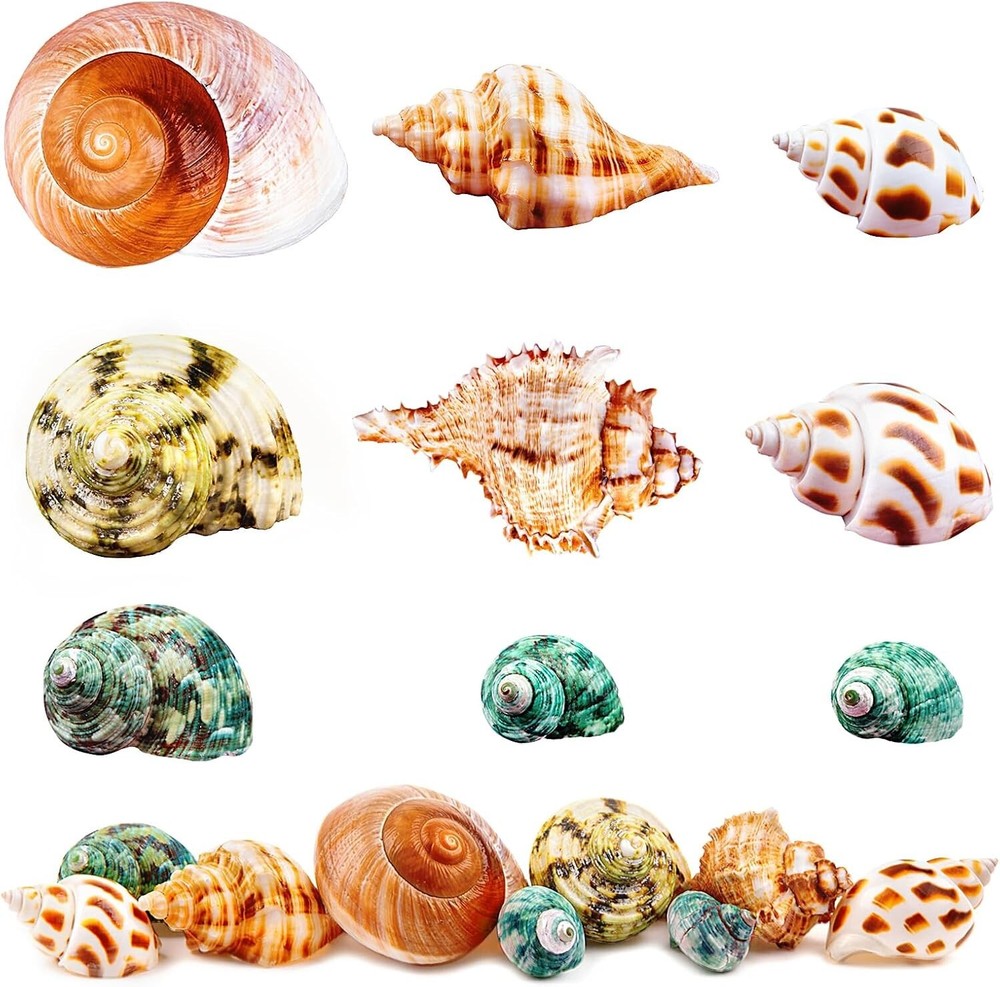 5 Pcs Natural Hermit Crab Shells Large, Sea Turbo Shells, Hermit