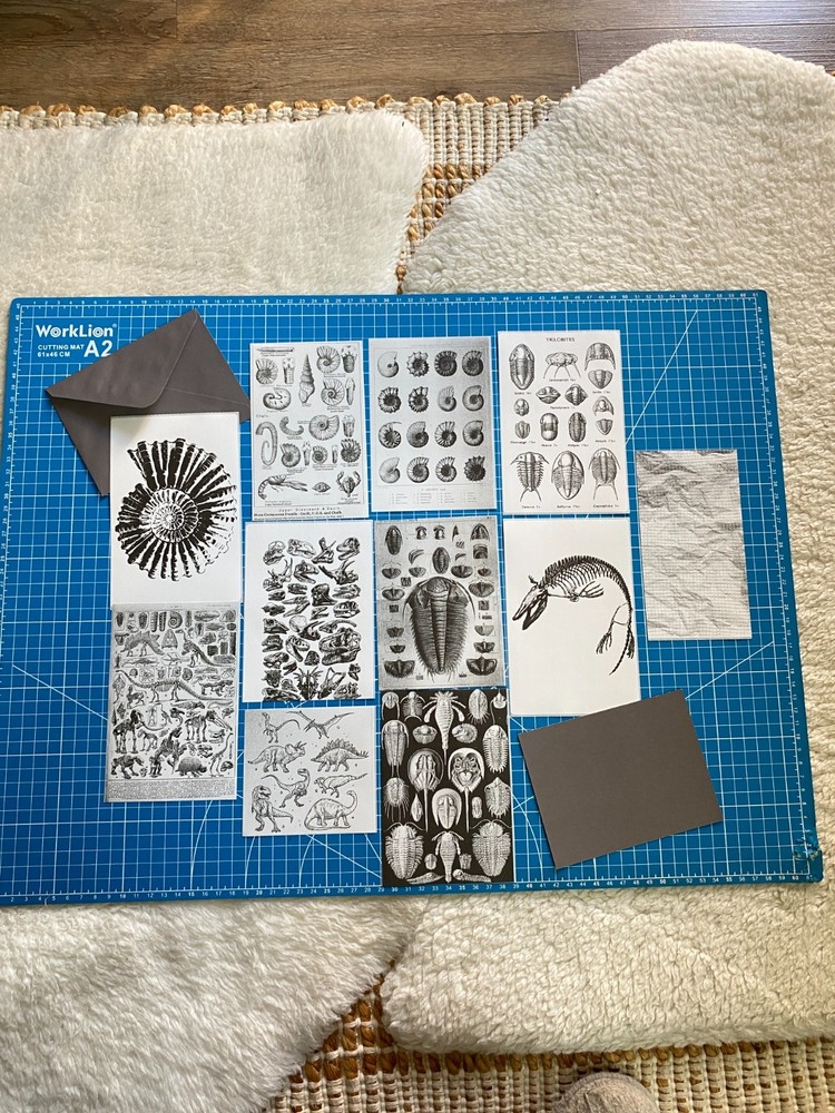 Fossil Prehistoric Natural History Bundle – Curated Ephemera Pack - 2