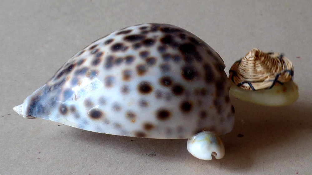 Vintage Small Distressed Seashell Turtle Figurine