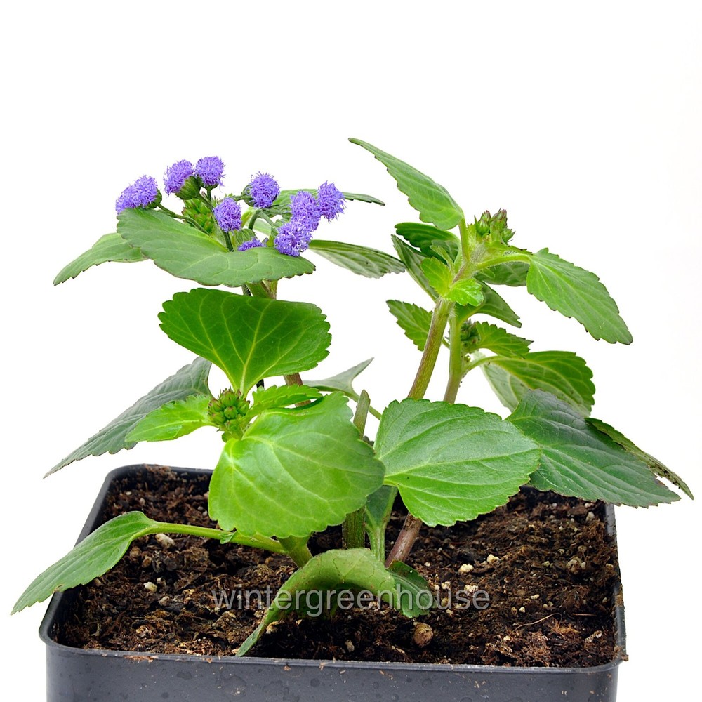 Ageratum, Monarch Magic, Flossflower, Container Size: 4.5"