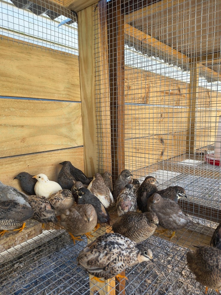 Buy 75 get 25 free Button quail hatching eggs