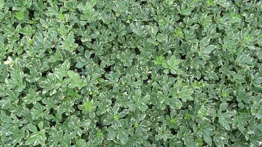 Pachysandra Terminalis 'Silver Edge' - 100 Bare Root Plants