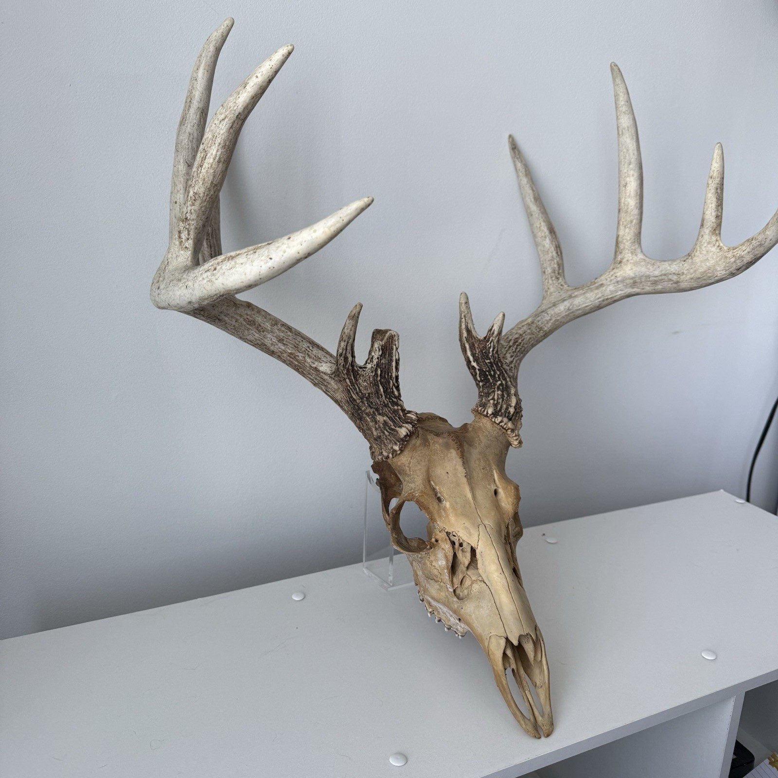 Wild 12 Point Whitetail Deer Antler Rack Horn Skull European Mount Man Cave 151"