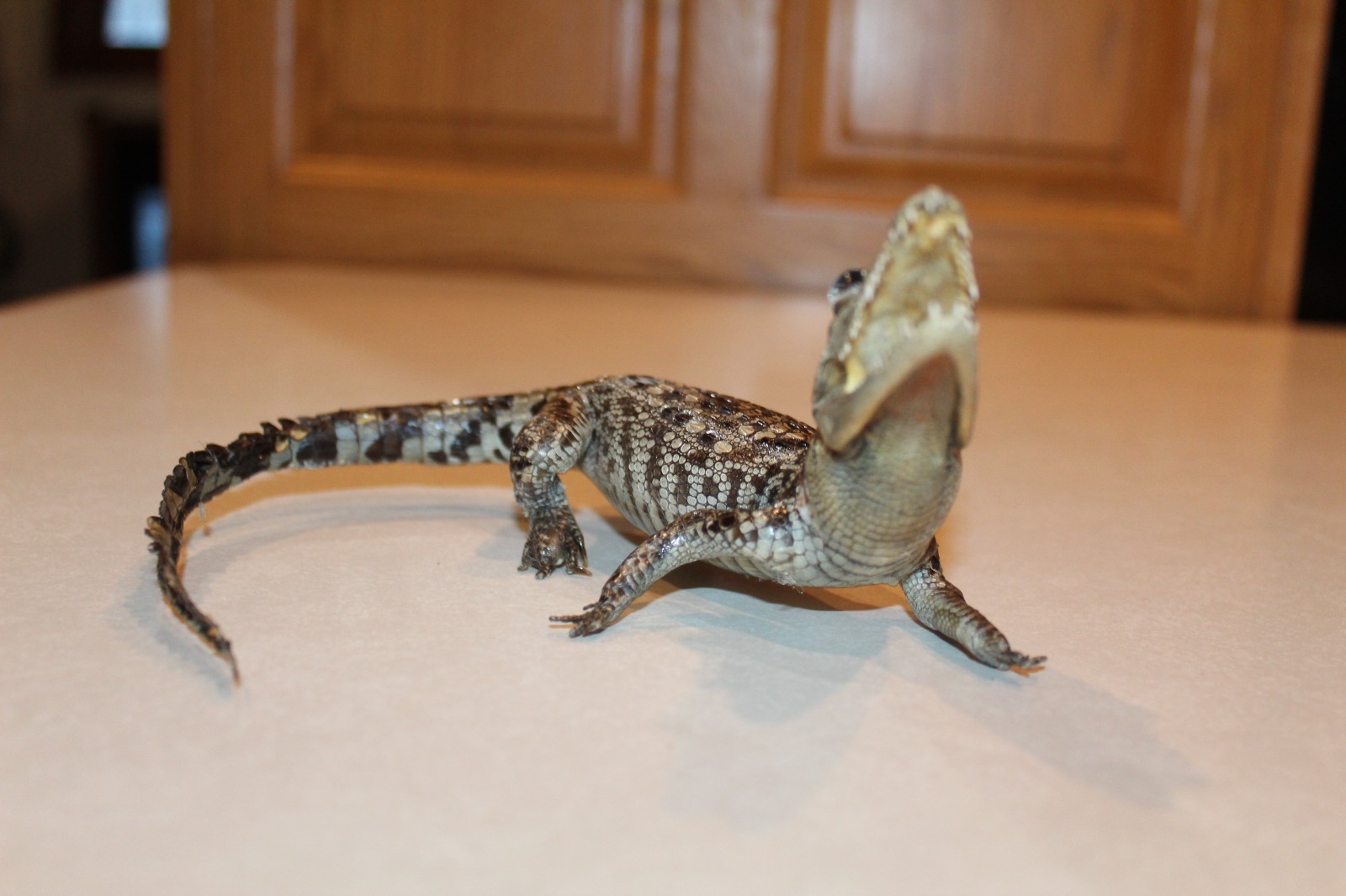 New Alligator Reptile Taxidermy Novelty Log Cabin Decor Whitetail Mule Deer