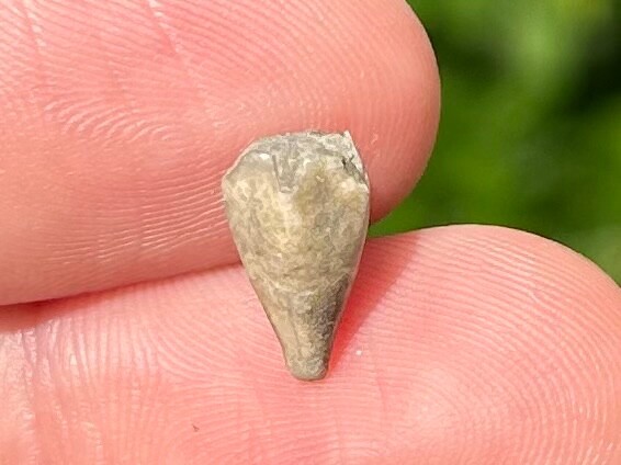 RARE Fossil Blastoid Heteroschisma subtrunctatum Michigan Devonian Age