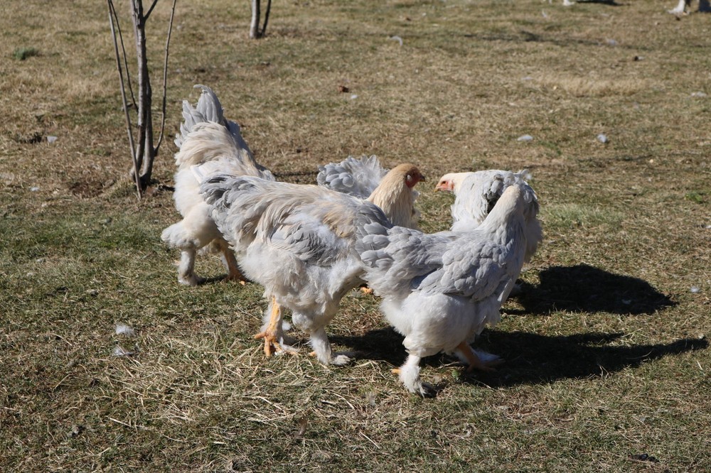 12+ Isabel Large Breed Brahma Hatching Eggs