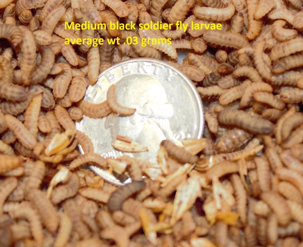 Medium Live Black Soldier Fly Larvae. Average size .03 grams each.