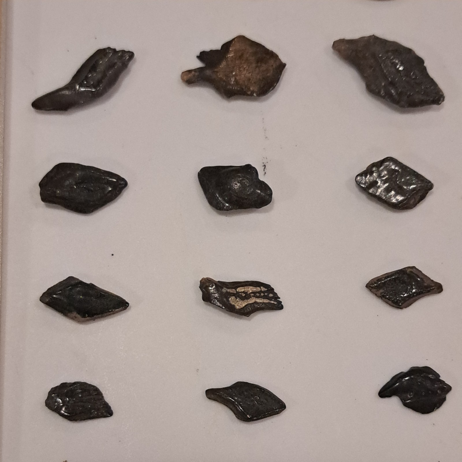 44 ALLIGATOR GAR SCALES FLORIDA FOSSILS ICE AGE EXTINCT FISH BONES TOOTH TEETH @