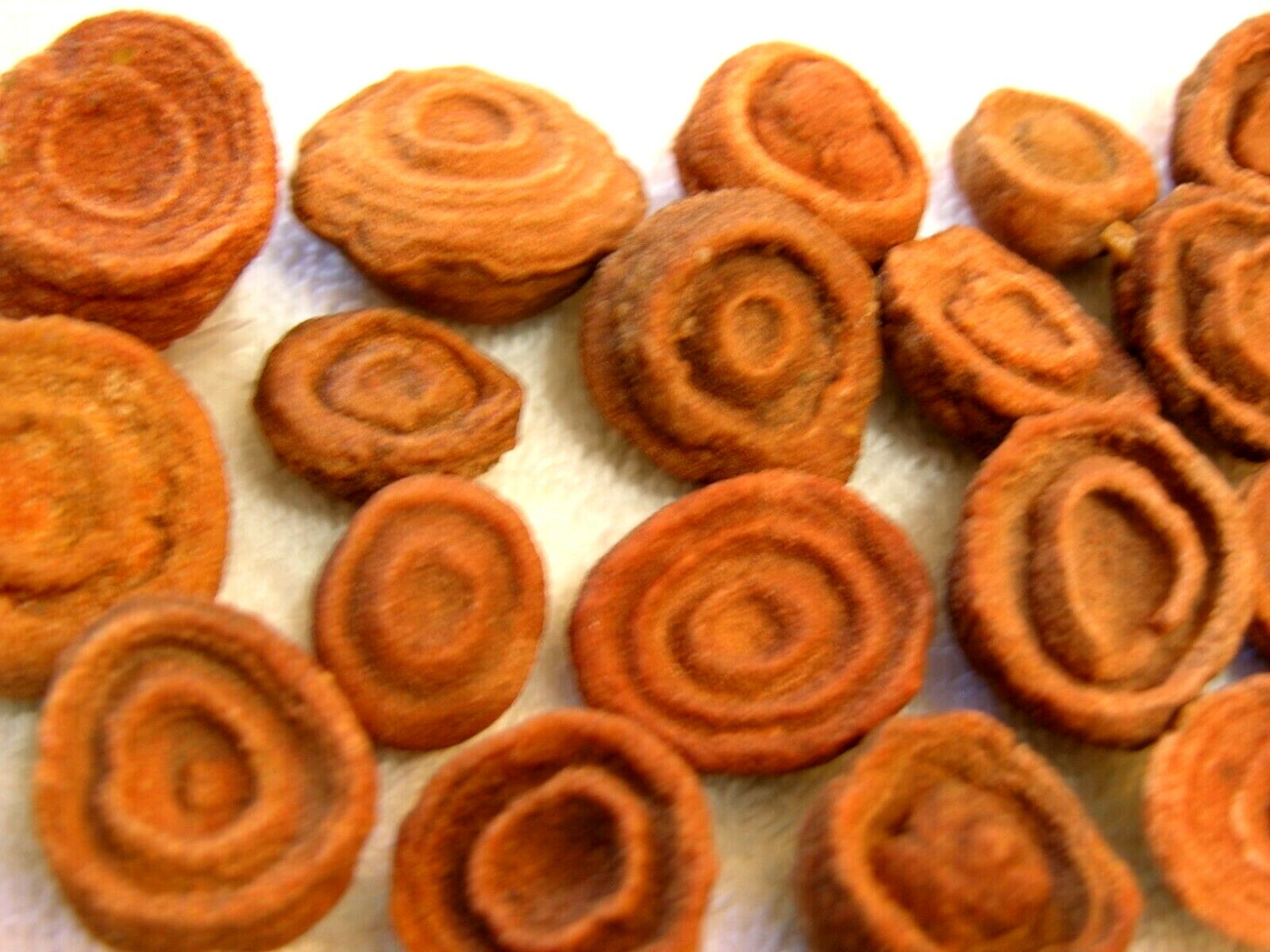 Stromatolite fossils ancient earth life 1 billion years 4 fossils per winner