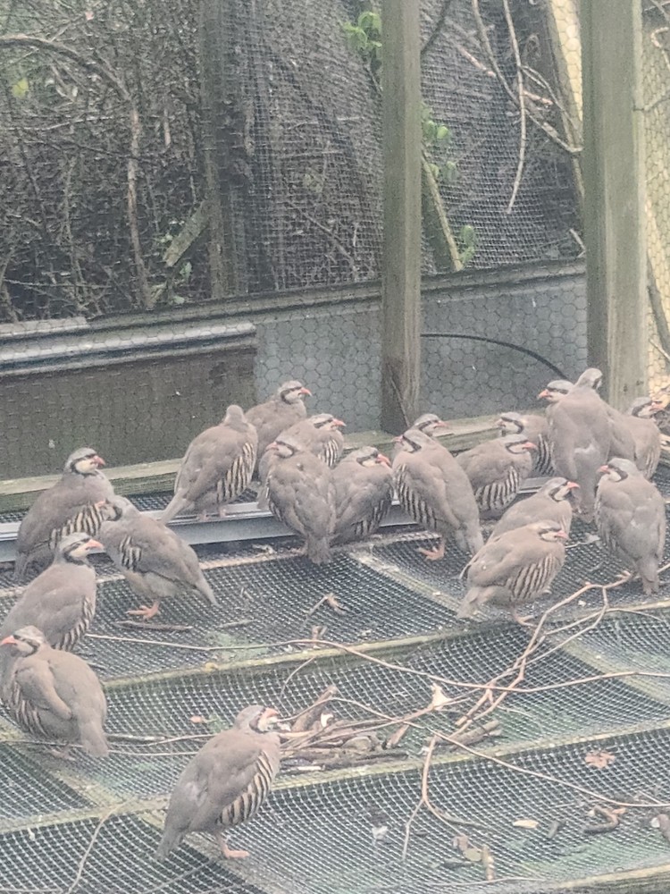 25 Chuckar Partridge Hatching Eggs