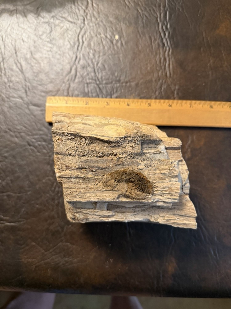 Petrified Wood 5lb