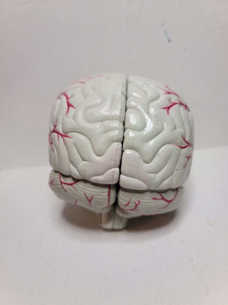 Human Brain Display Two parts Hard Plastic