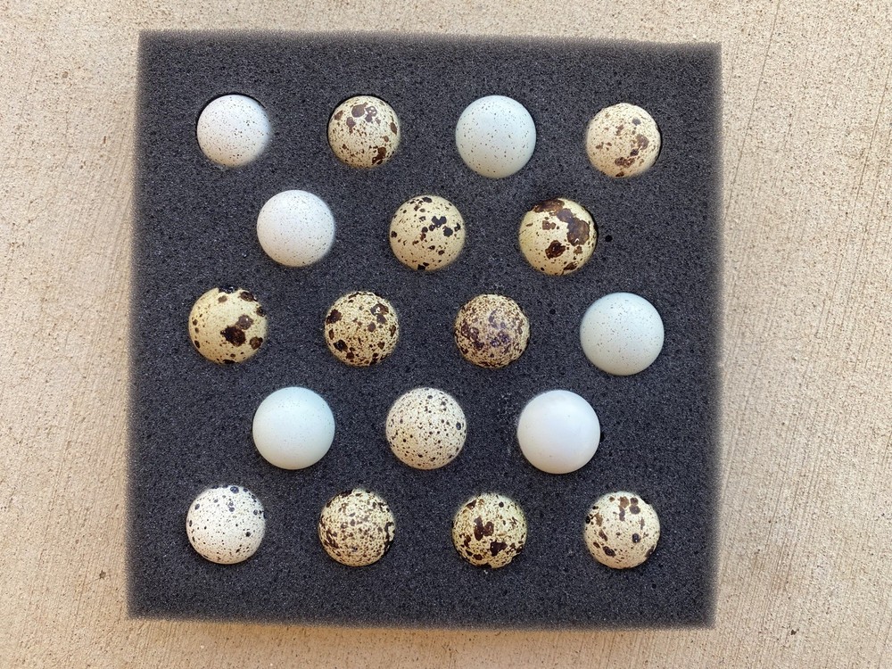 100+ Coturnix Quail Hatching Eggs