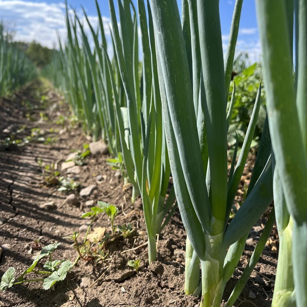 Japanese Bunching Onion (50 Seeds)