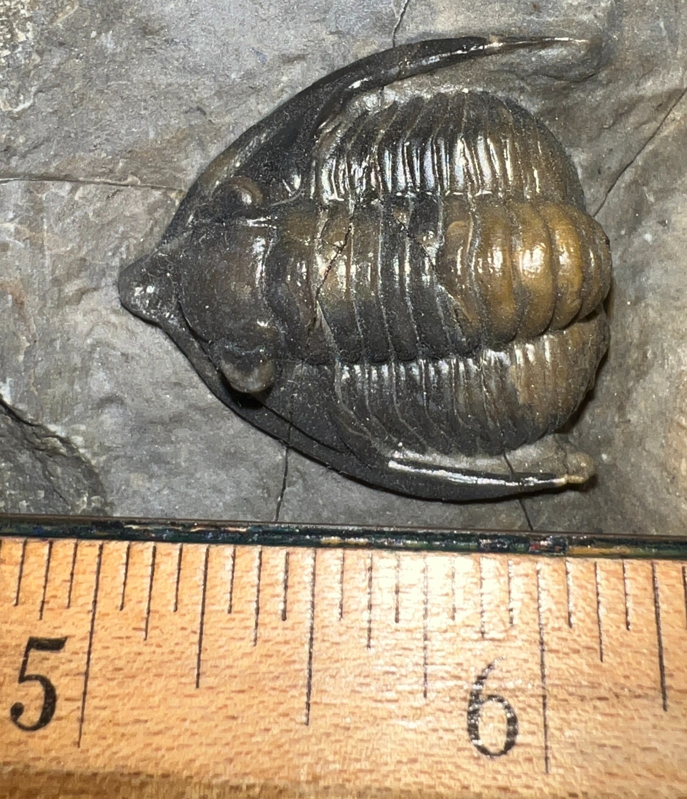 GEM Rare Pre Dinosaur Fossil TRILOBITE DIADEMAPROETUS ANTATLASIUS 1.5 INCHES!