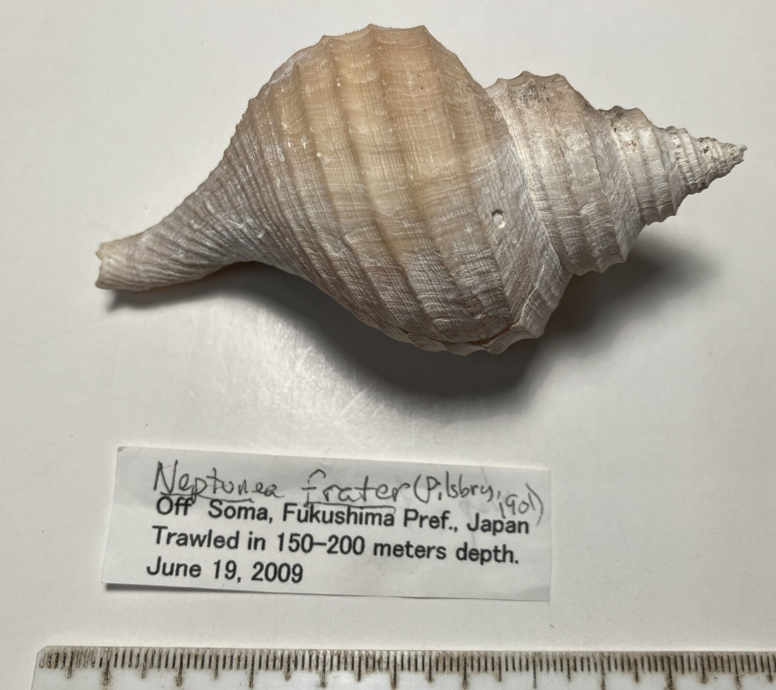 Neptunea frater. Brother neptune.  Good Shape. with operculum. 92 mm