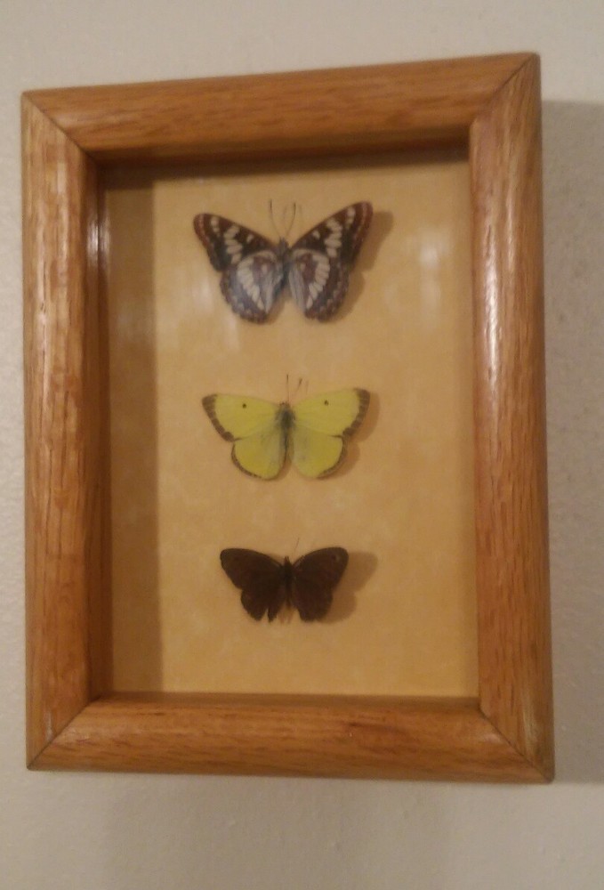 Butterfly Mounts - in 6 x 8" Shadowbox frame