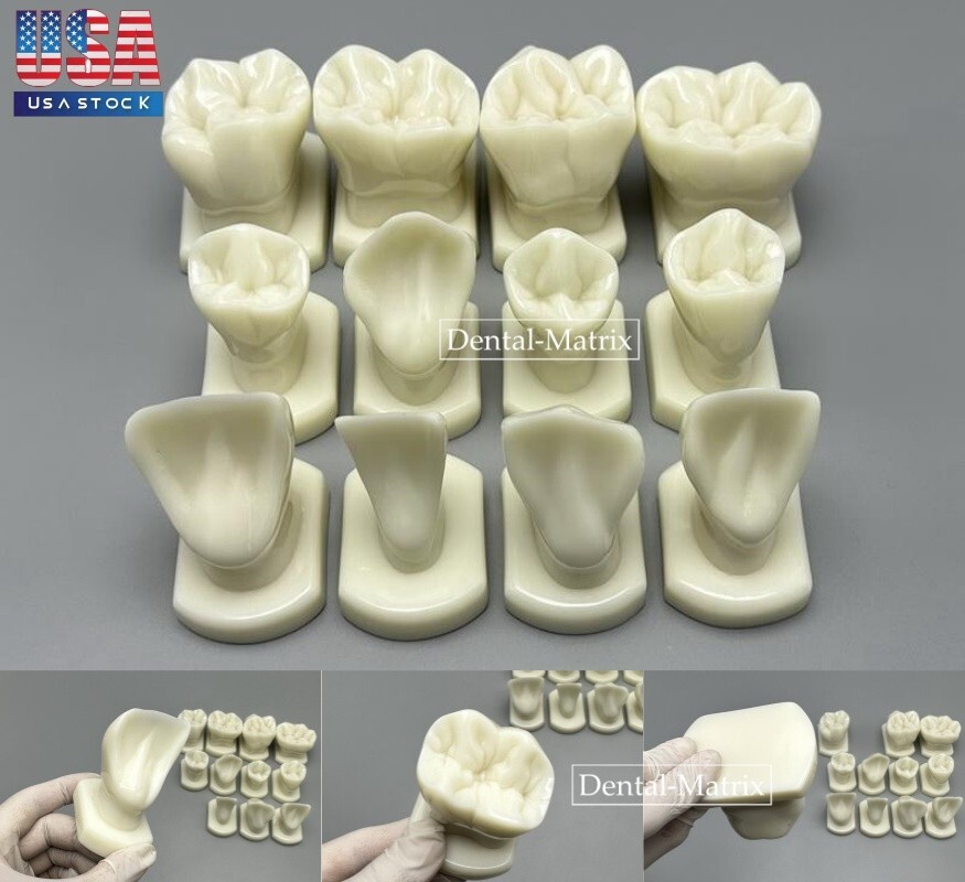 Dental Teeth Form Models OrthodonticTypodont Model Lab Tooth Study Teaching Demo