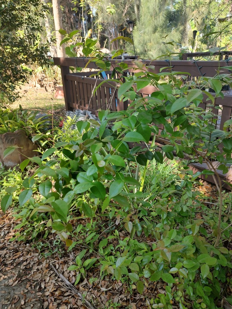 Surinam Cherry (4 Inch Seed Cell)