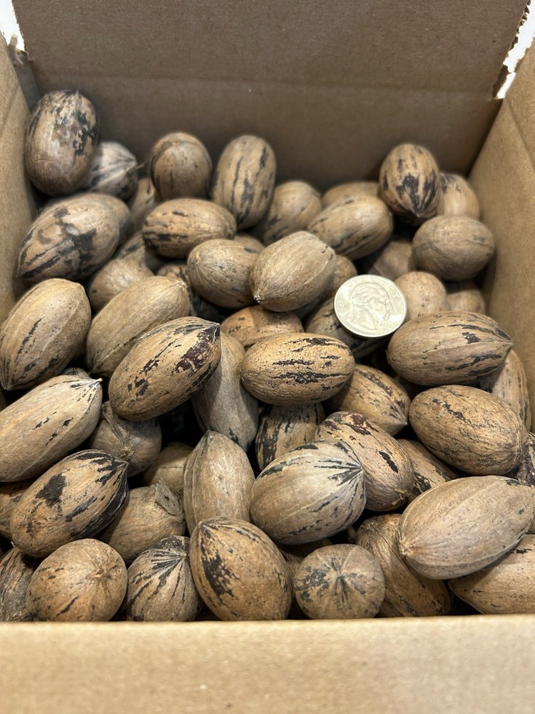 5 Lbs. Fresh 2025 Stuart Pecans In The Shell, Great For Squirrel Feed Or Baking