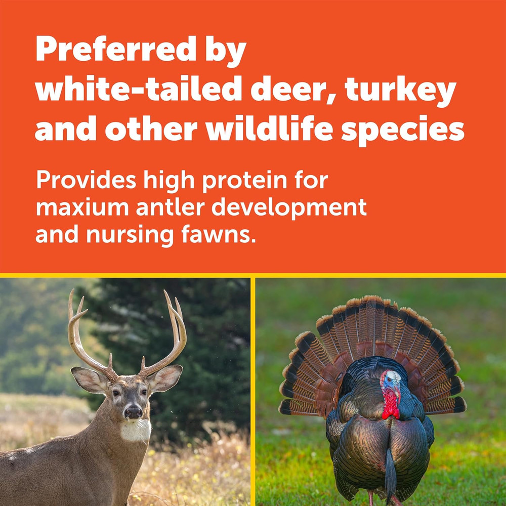 Pennington Durana White Clover