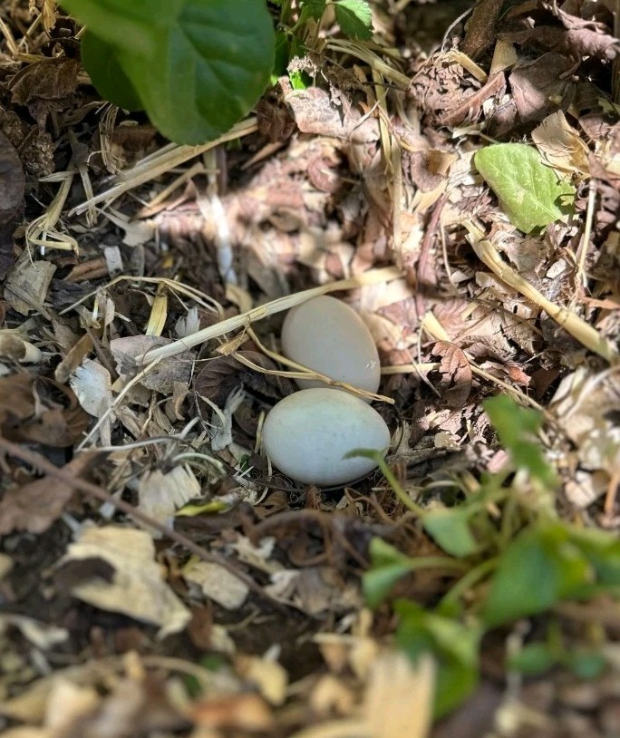 6 Mixed Color Call Duck Hatching Eggs