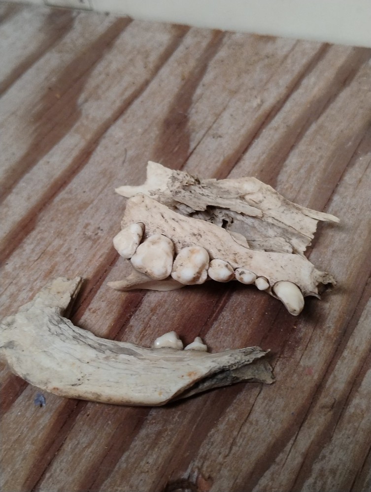 Partial Animal Skull & Jaw Bone Set