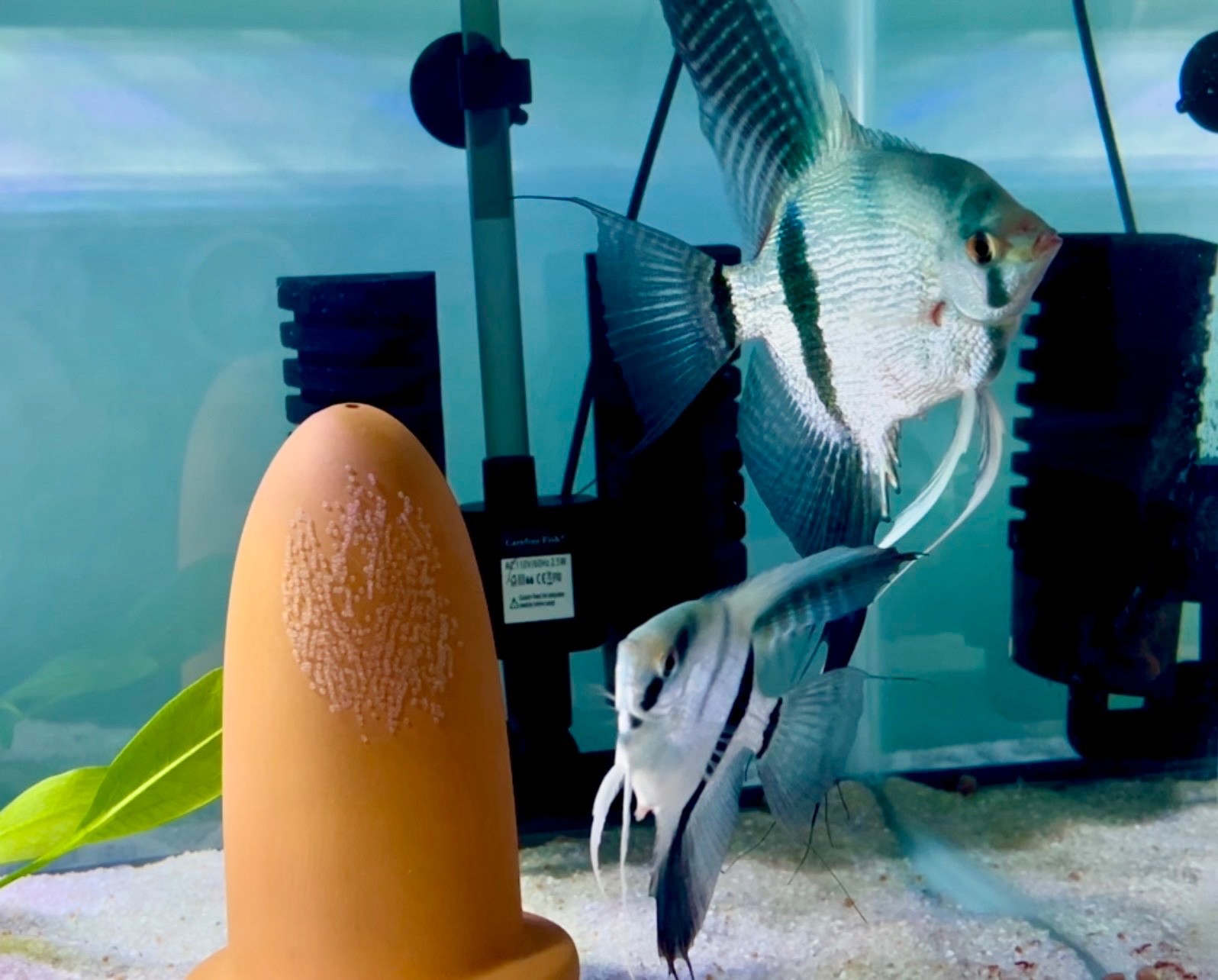 6 + 3 Free PH Blue Angelfish (Zebra/Stripped) Nickel / Quarter