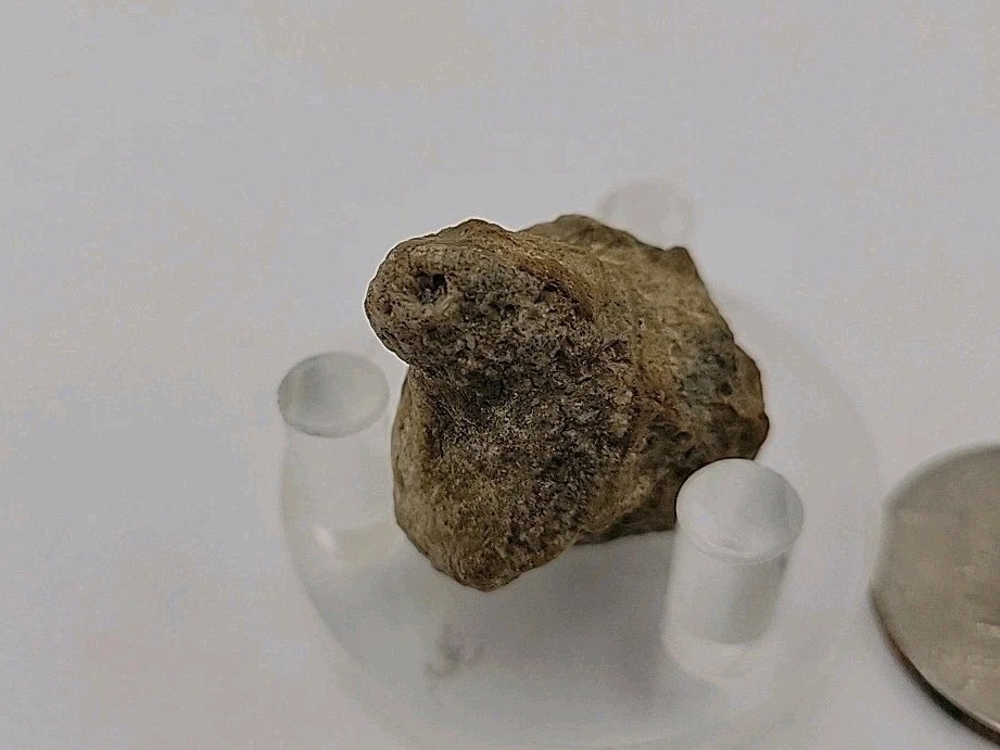 Real Permineralized Lizard 🦎 Egg Fossil