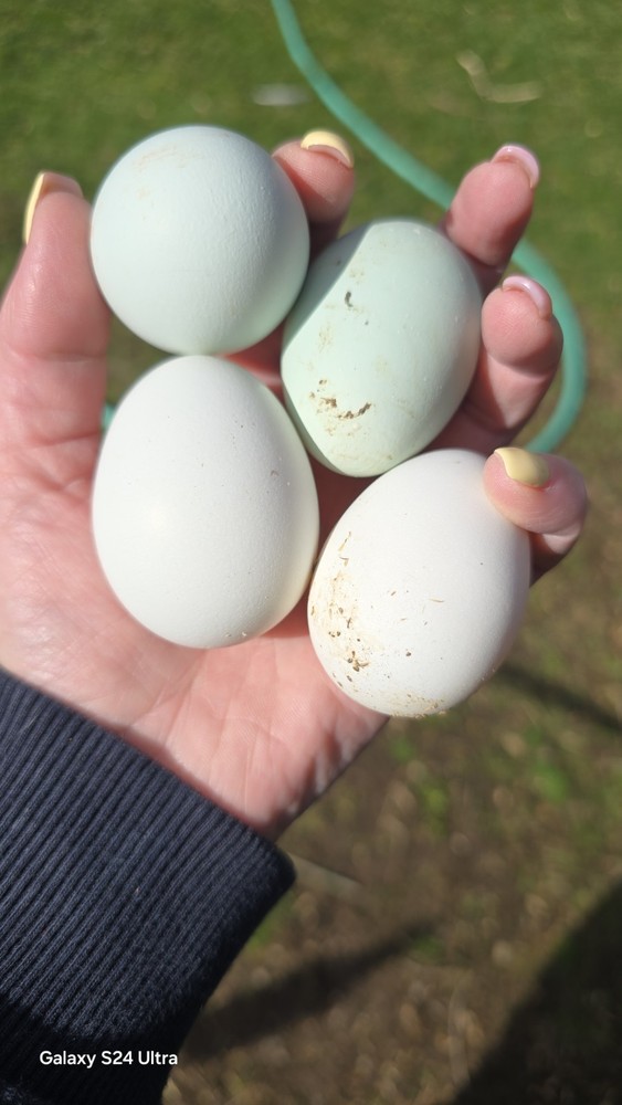 Chocolate/ Splash (Project) Ameraucanas Hatching Eggs from a fun pen!