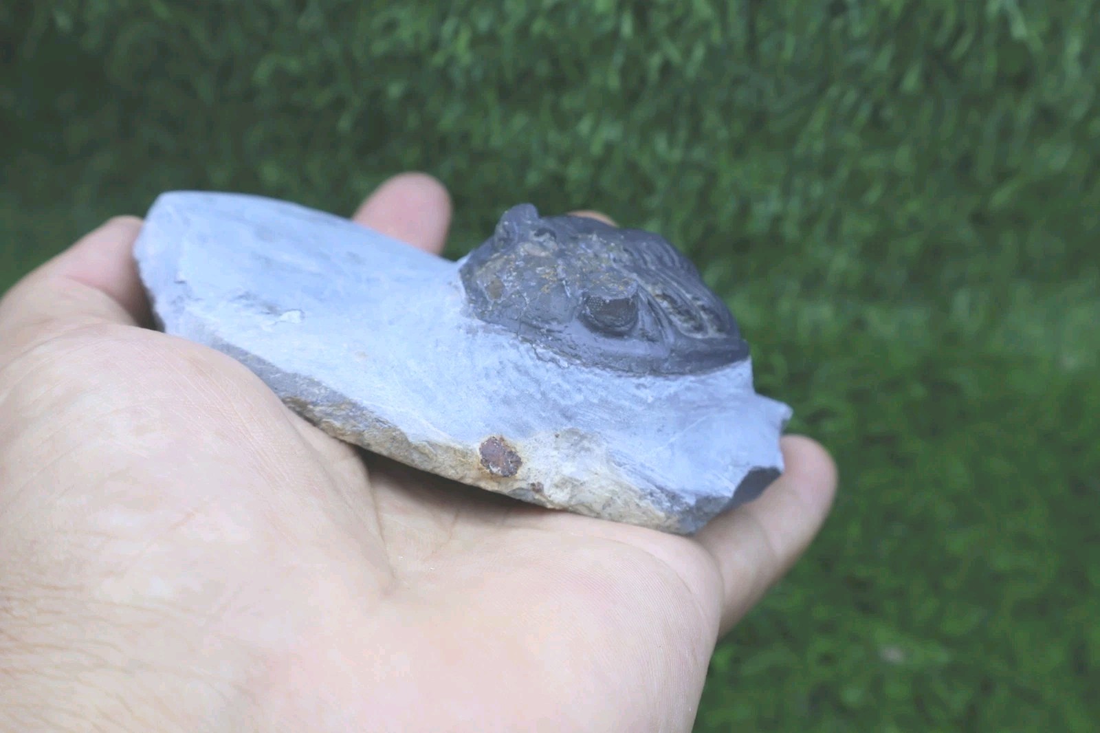 Incomplete Hollardops Trilobite Fossil Devonian - Authentic Detailed trilobite